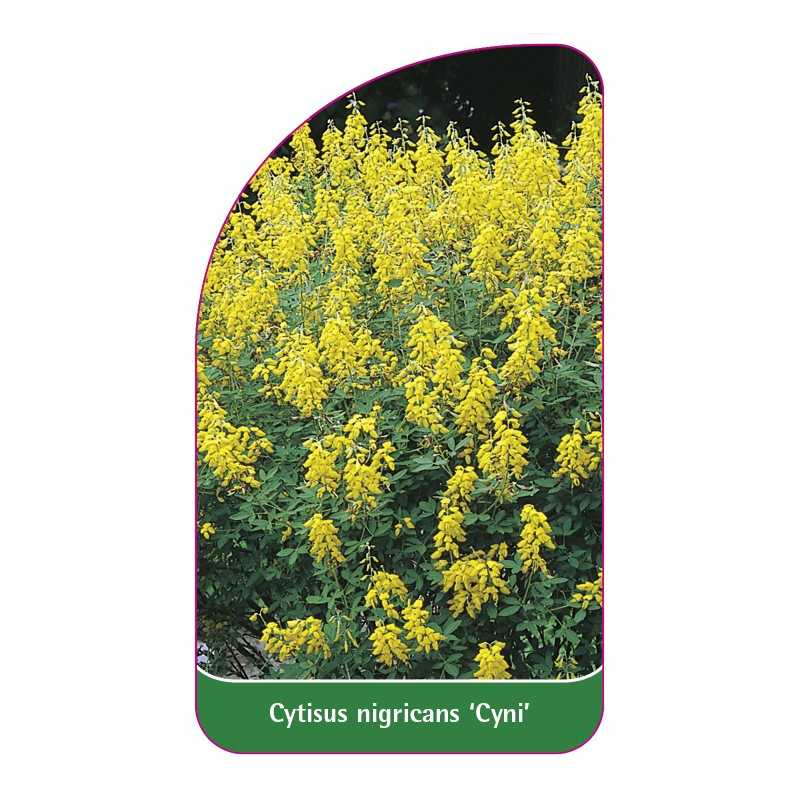 cytisus-nigricans-cyni-1