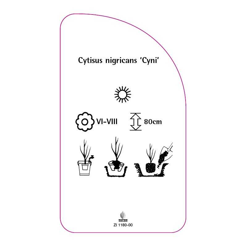 cytisus-nigricans-cyni-0