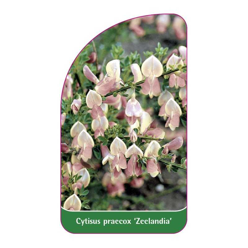 cytisus-scoparius-zeelandia-1