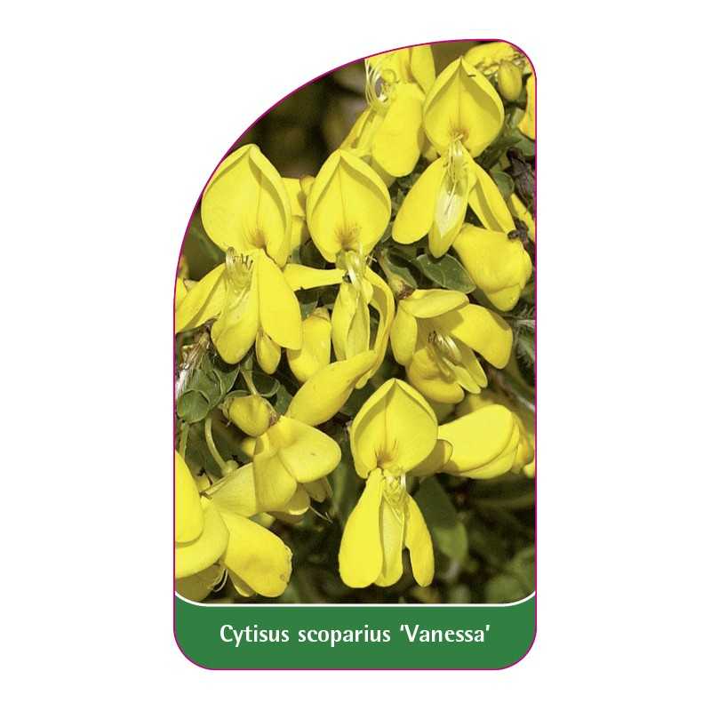 cytisus-scoparius-vanessa-1