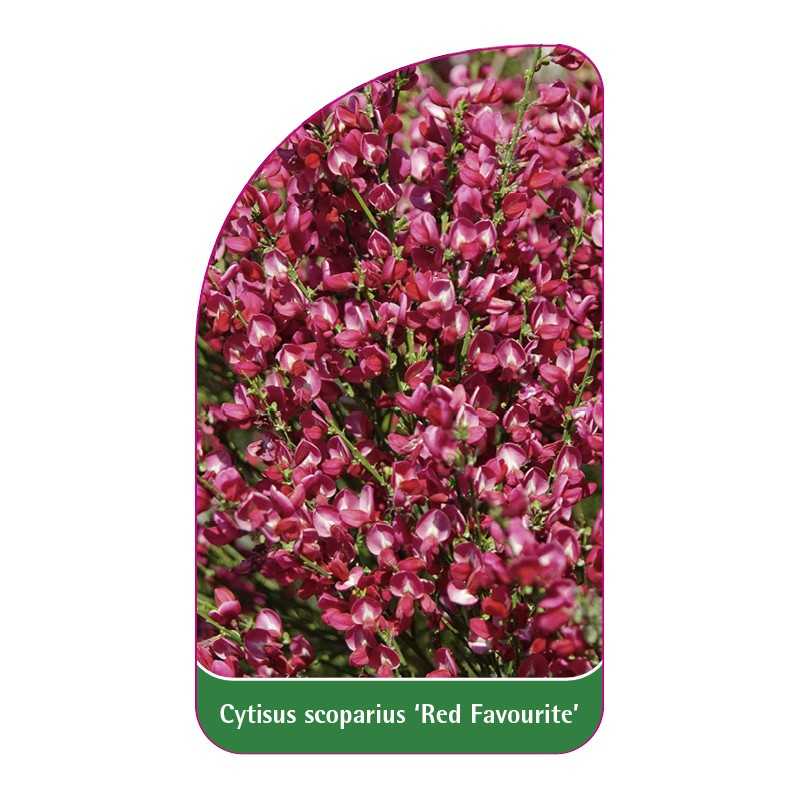 cytisus-scoparius-red-favourite-b1