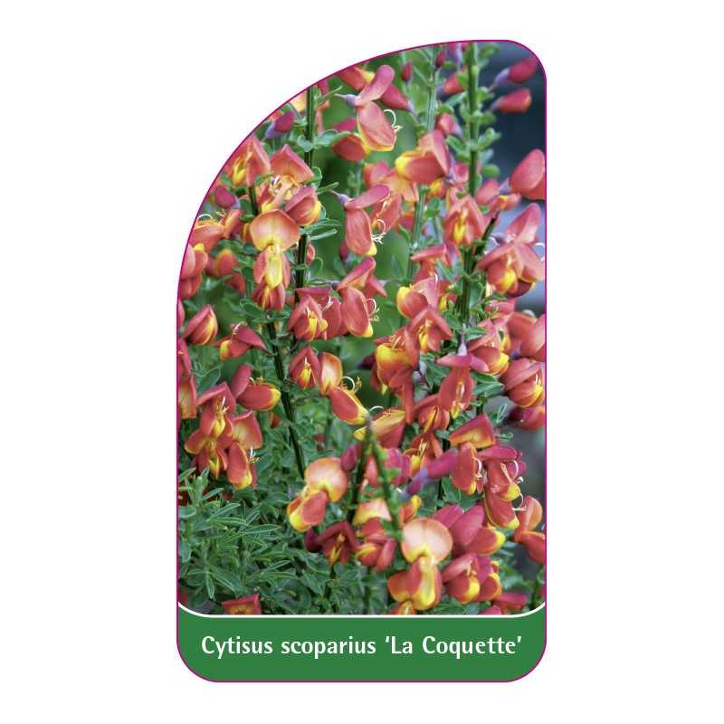 cytisus-scoparius-la-coquette-1