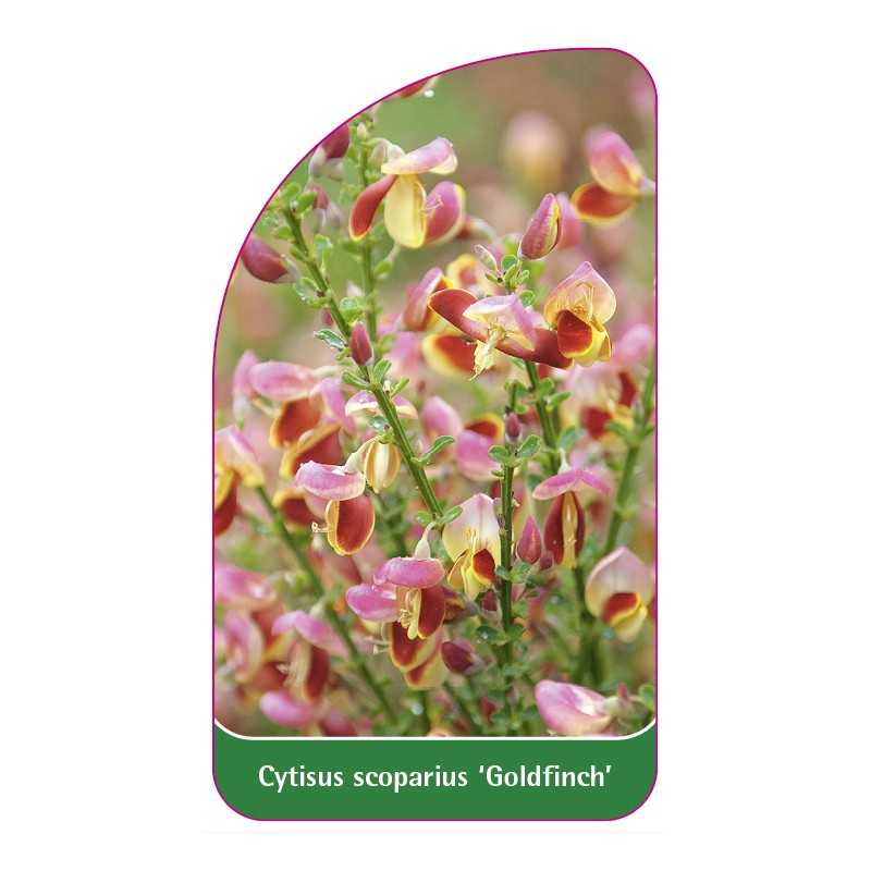 cytisus-scoparius-goldfinch-1