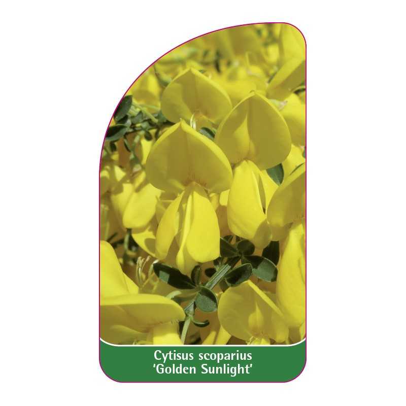 cytisus-scoparius-golden-sunlight-1