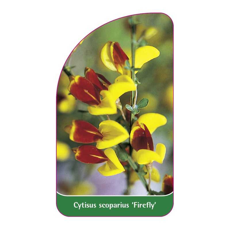 cytisus-scoparius-firefly-1