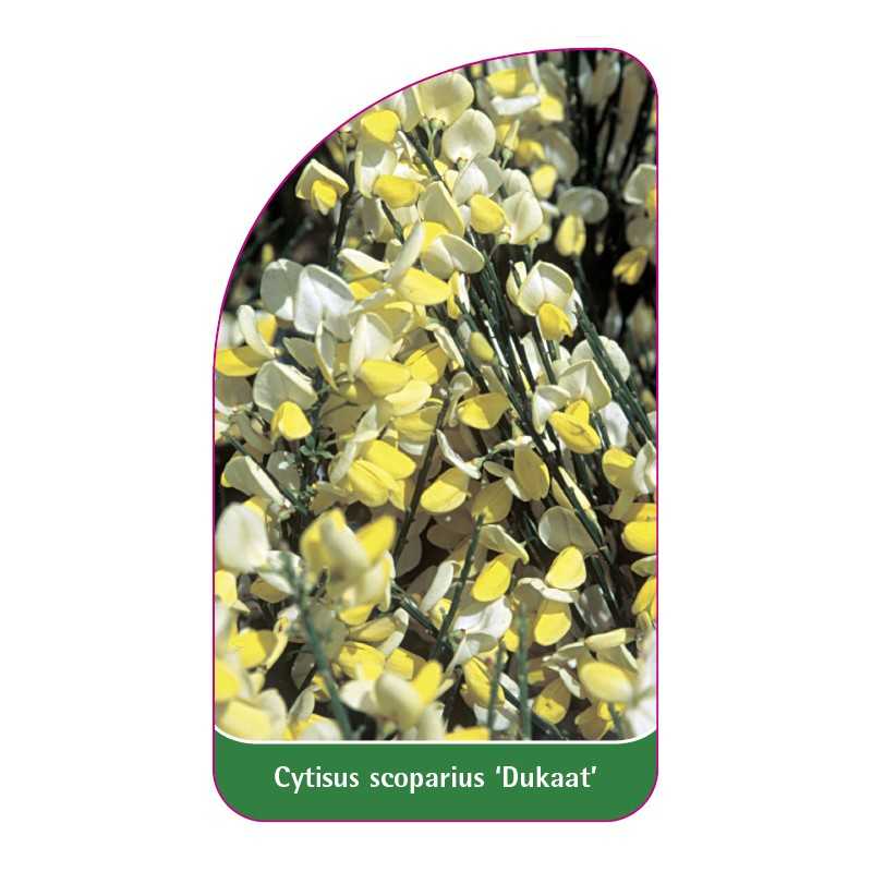 cytisus-scoparius-dukaat-1