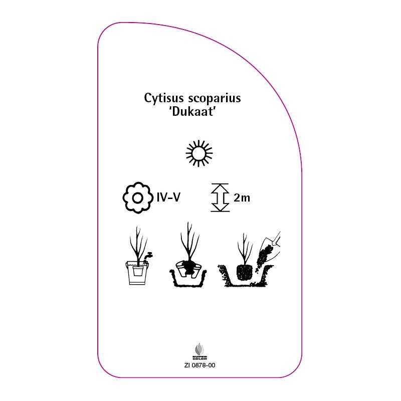 cytisus-scoparius-dukaat-0