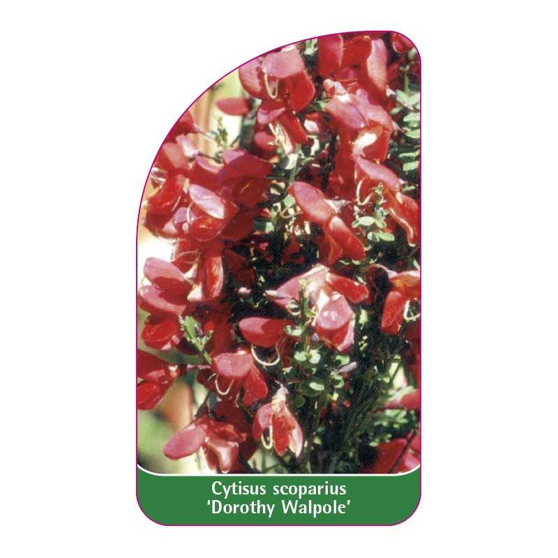 cytisus-scoparius-dorothy-walpole-1