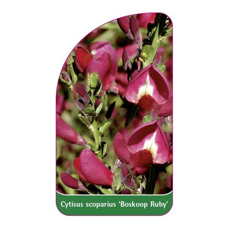 cytisus-scoparius-boskoop-ruby-1