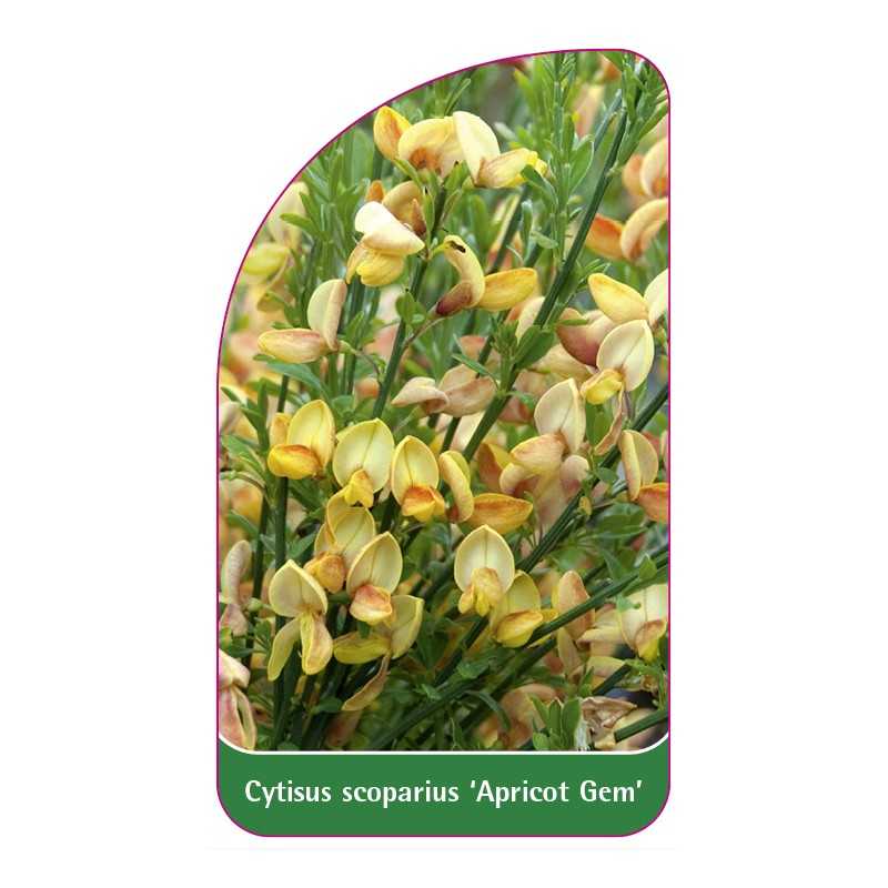 cytisus-scoparius-apricot-gem-1