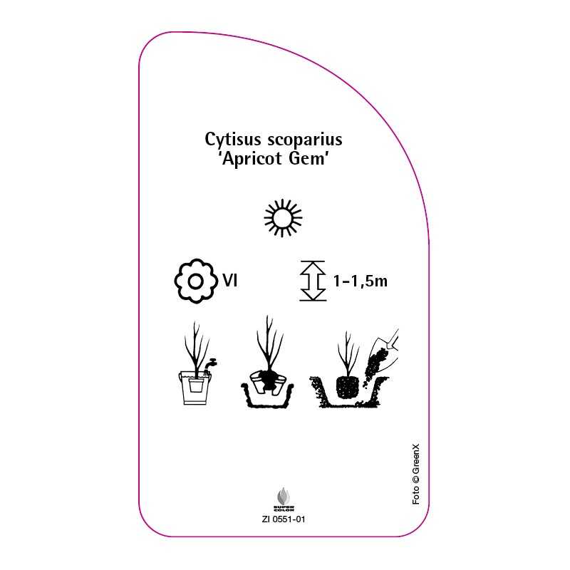 cytisus-scoparius-apricot-gem-0