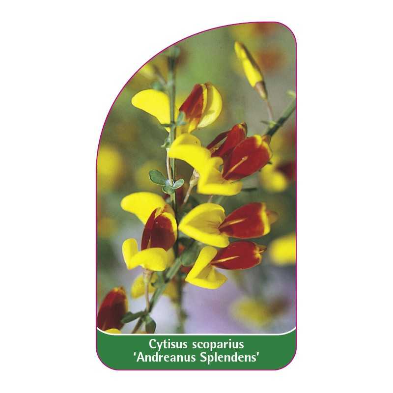 cytisus-scoparius-andreanus-splendens-1