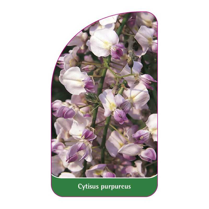 cytisus-purpureus1