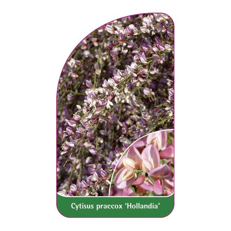 cytisus-praecox-hollandia-1
