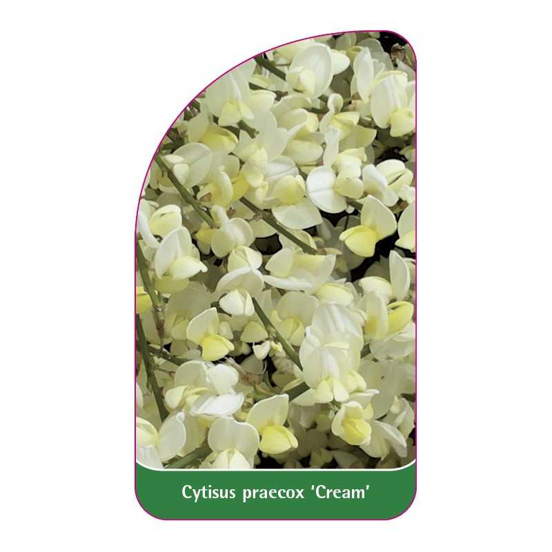 cytisus-praecox-cream-1