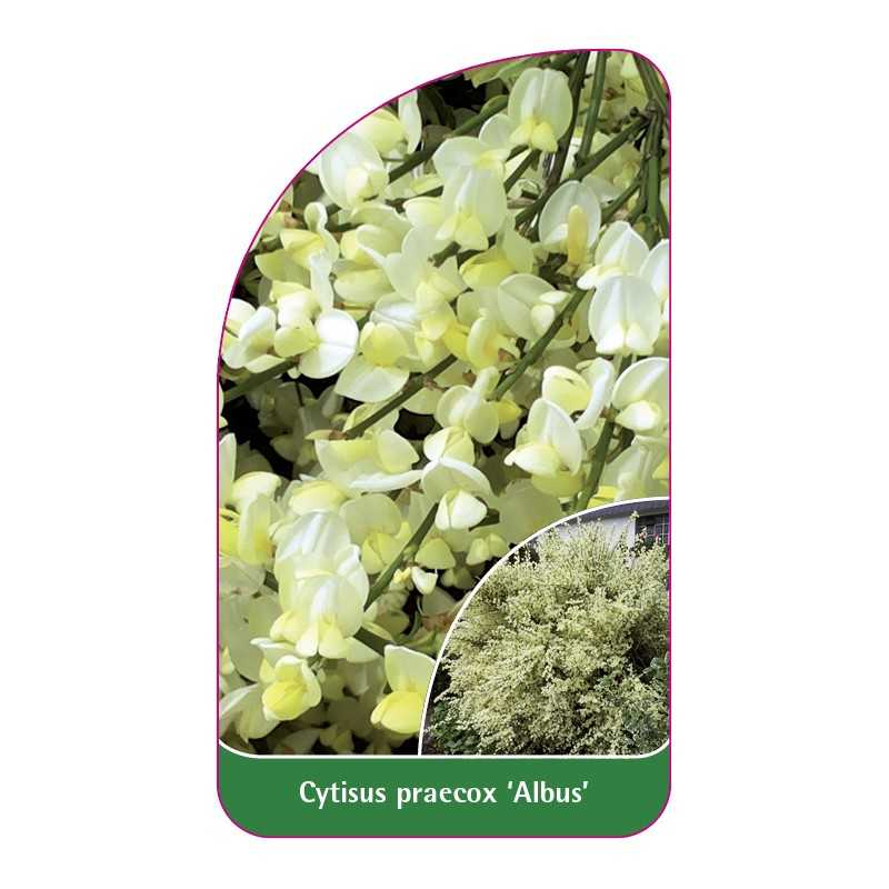 cytisus-praecox-albus-1