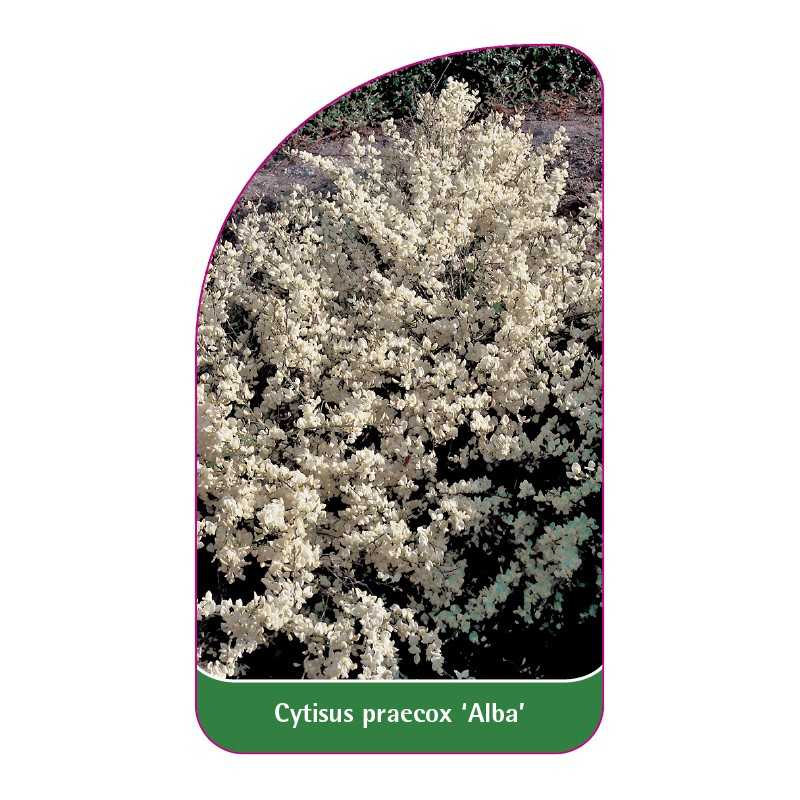cytisus-praecox-alba-1