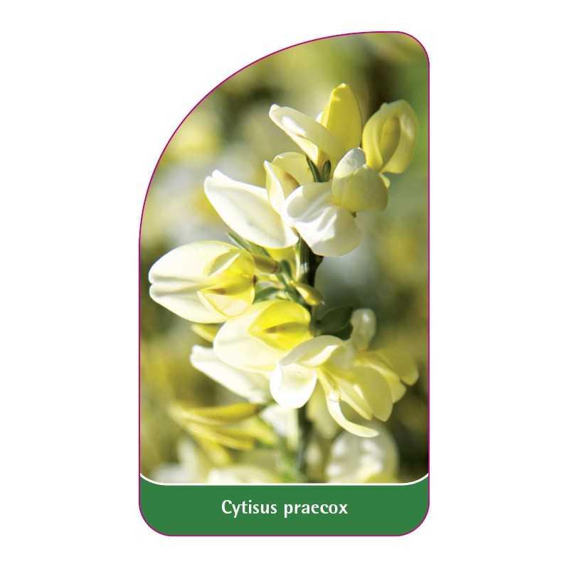 cytisus-praecox1