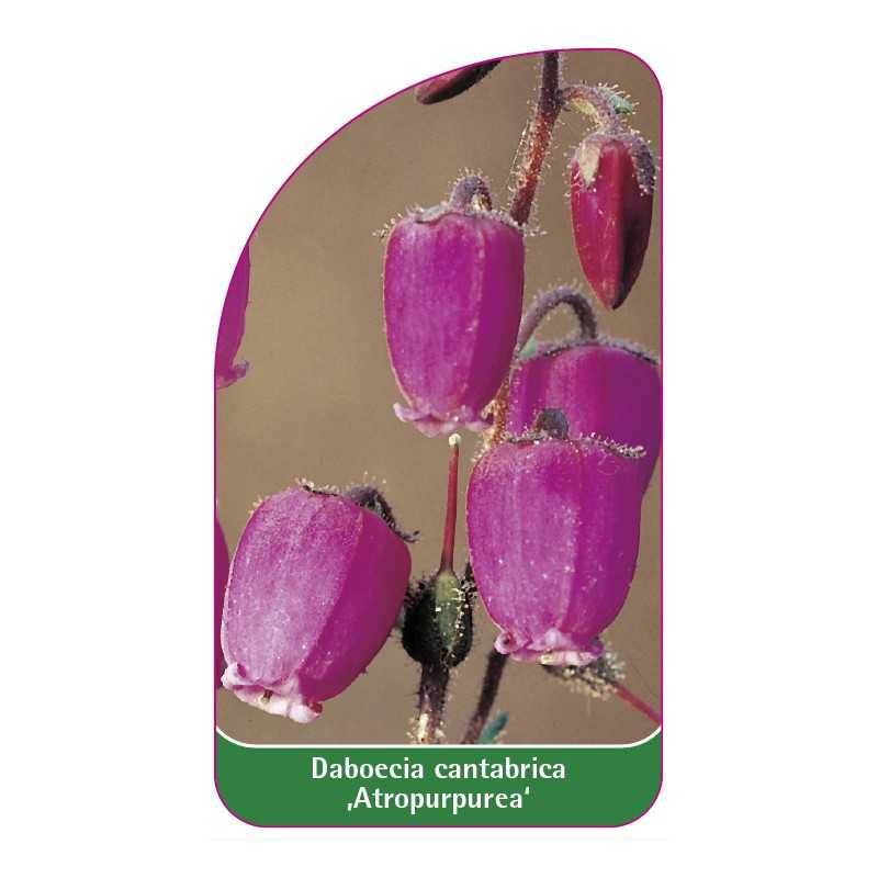 daboecia-cantabrica-atropurpurea-1