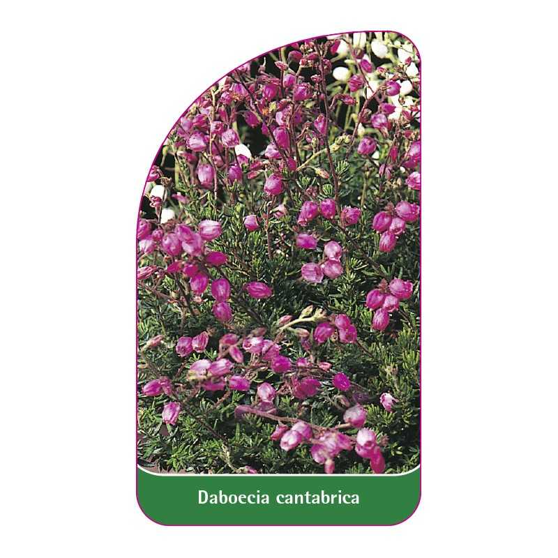 daboecia-cantabrica1