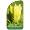 magnolia-daphne-a1