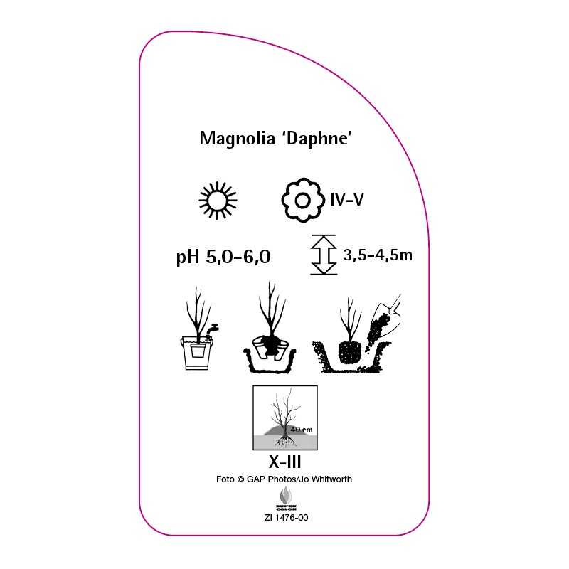 magnolia-daphne-a0
