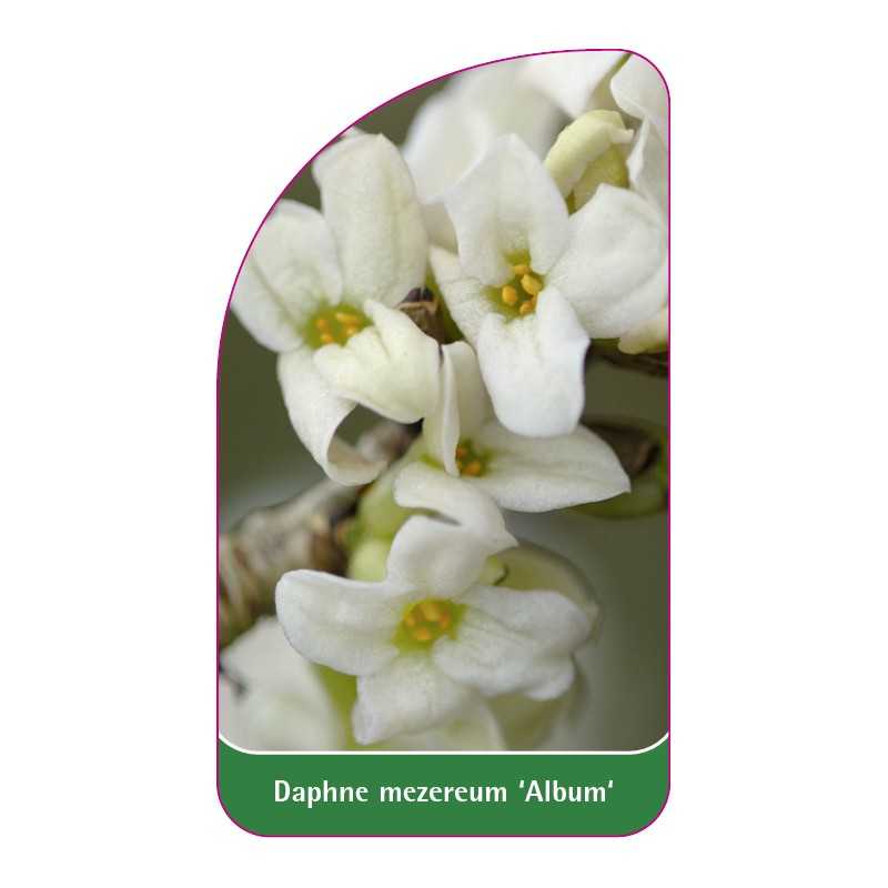 daphne-mezereum-album-1