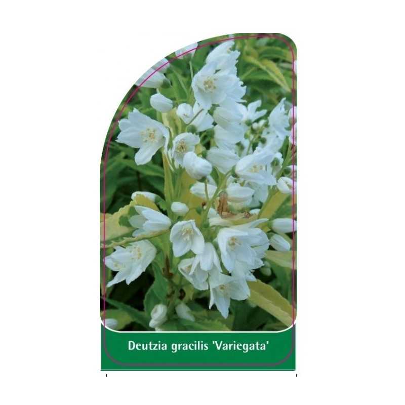 deutzia-gracilis-variegata-1
