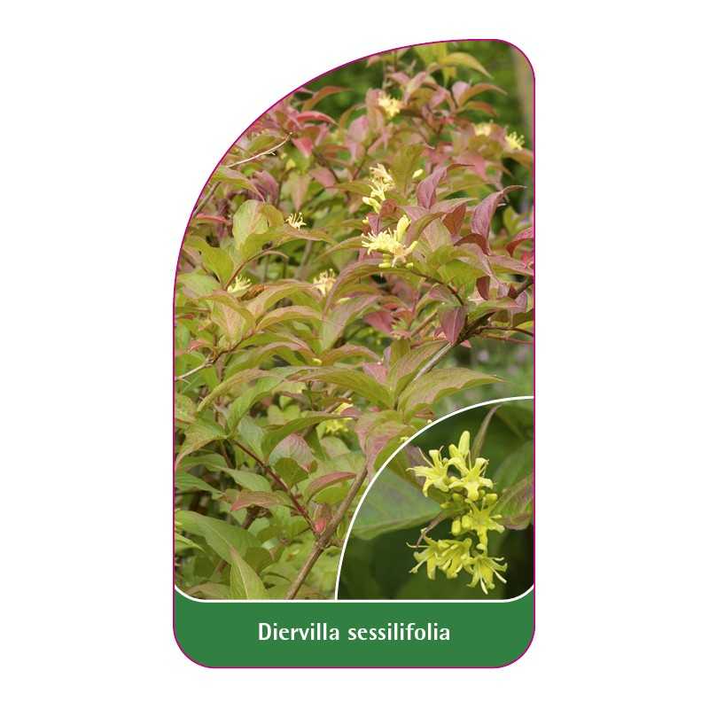 diervilla-sessilifolia1