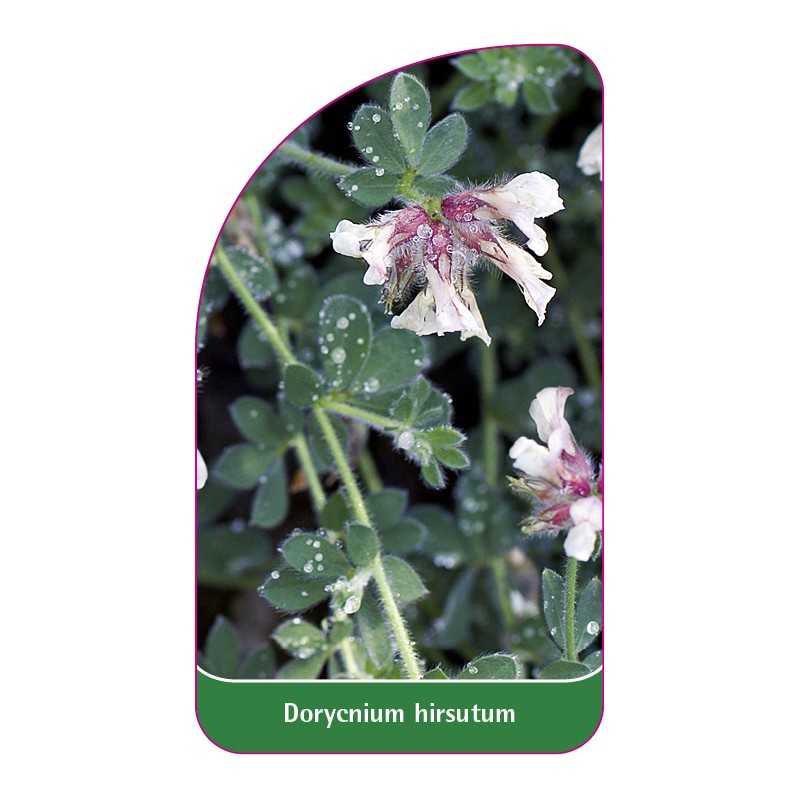 dorycnium-hirsutum1