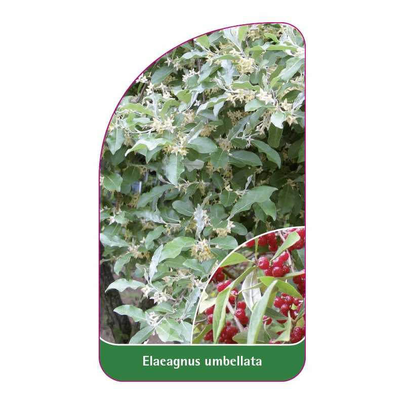 elaeagnus-umbellata1
