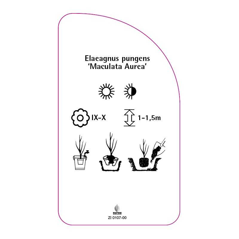 elaeagnus-pungens-maculata-aurea-0