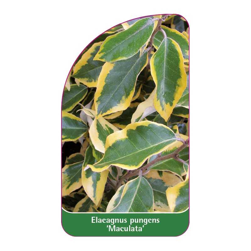 elaeagnus-pungens-maculata-1