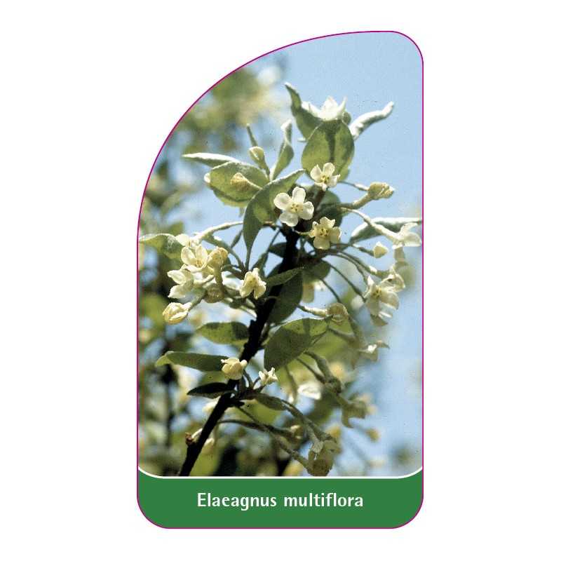 elaeagnus-multiflora1
