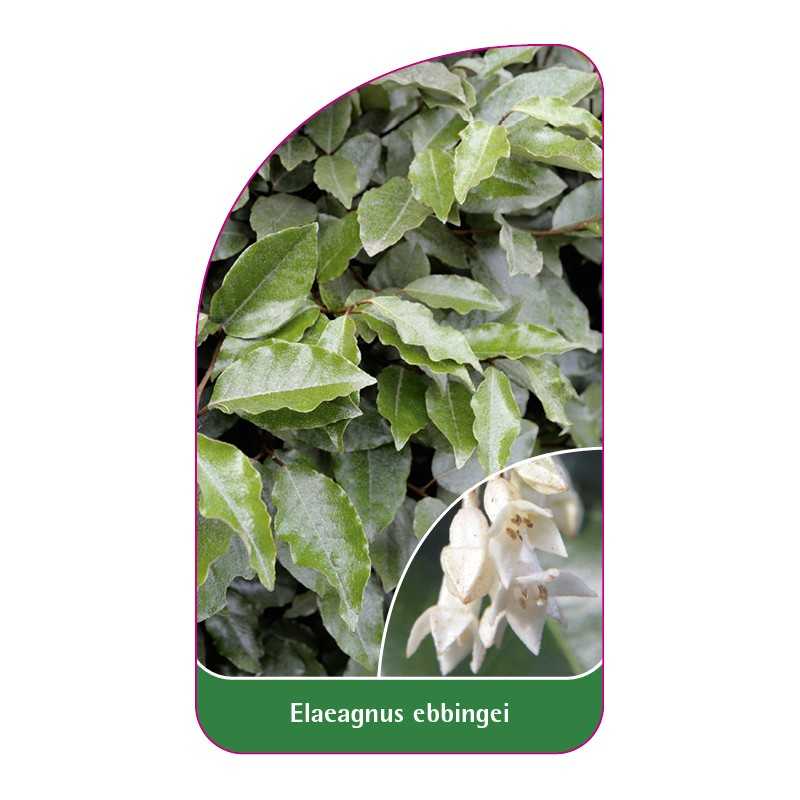 elaeagnus-ebbingei1