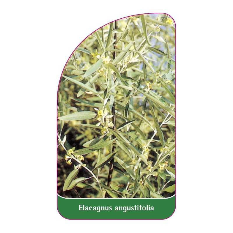 elaeagnus-angustifolia1