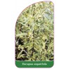 elaeagnus-angustifolia1