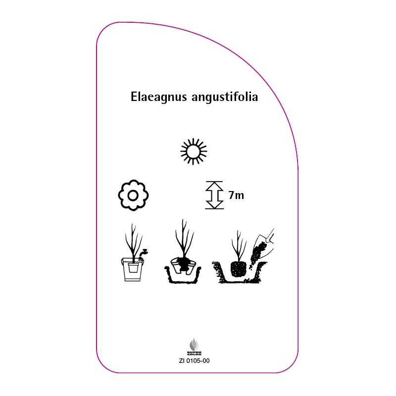 elaeagnus-angustifolia0