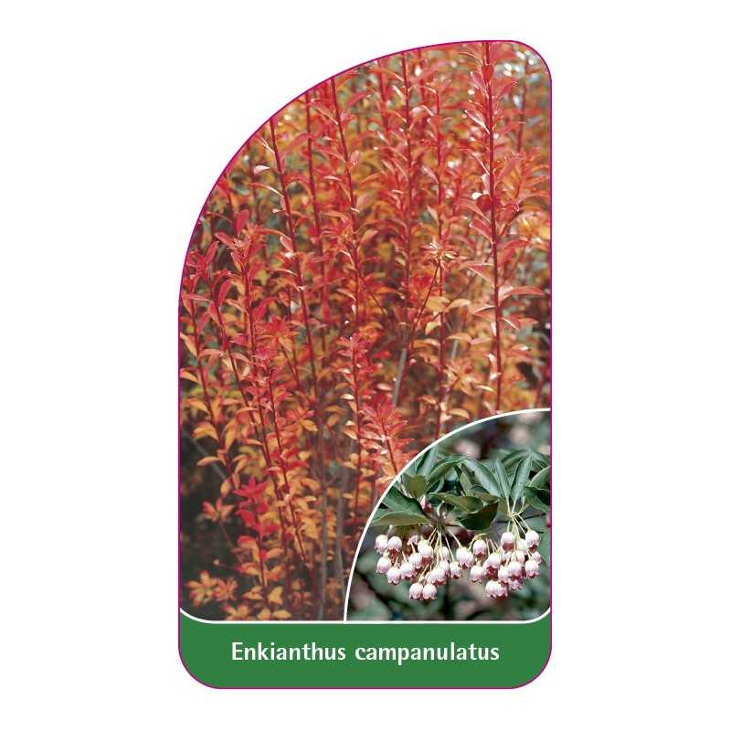 enkianthus-campanulatus1