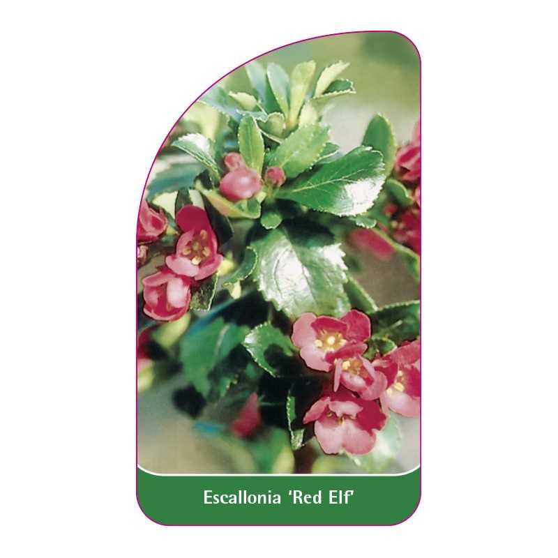 escallonia-red-elf-1