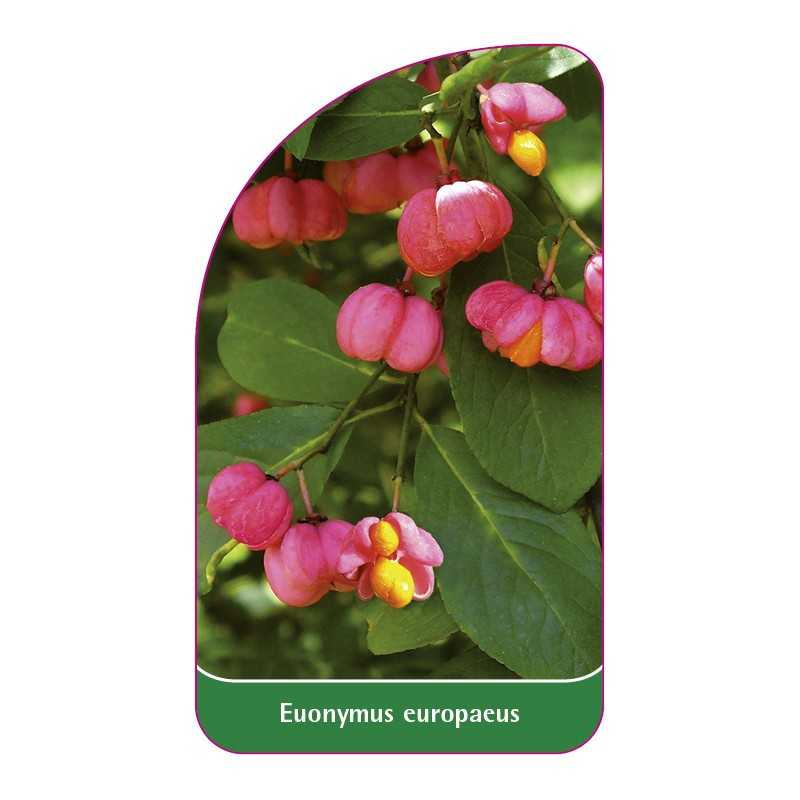 euonymus-europaeus1