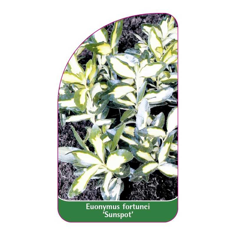 euonymus-fortunei-sunspot-1