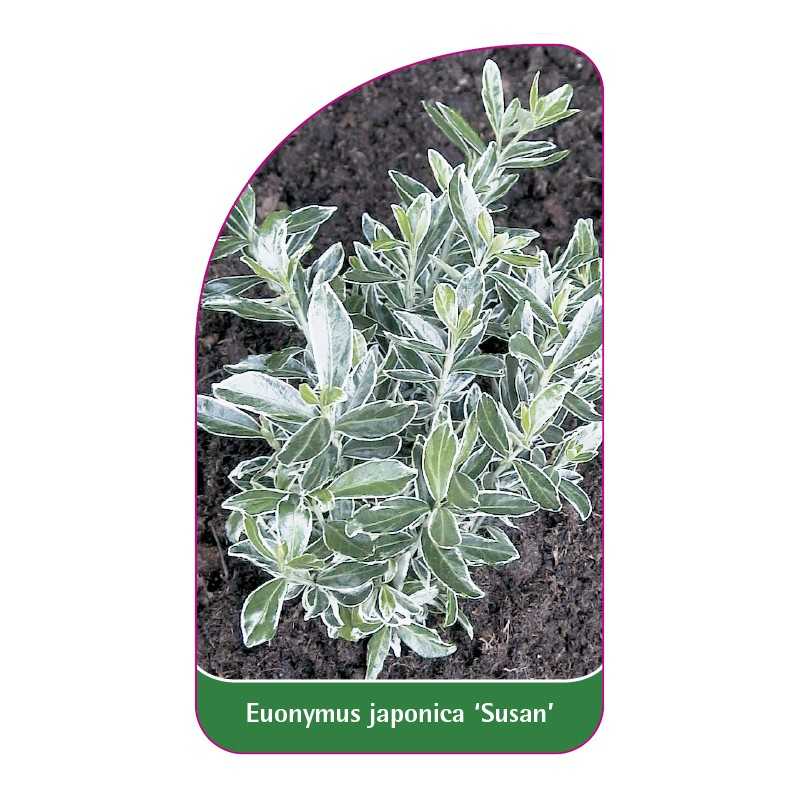 euonymus-japonica-susan-1