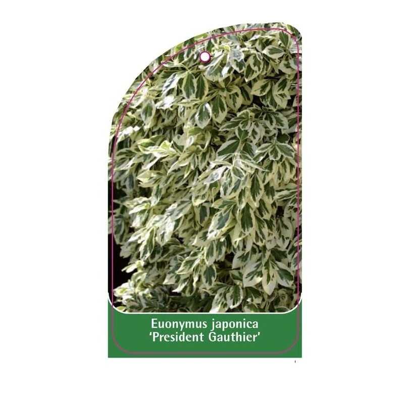 euonymus-japonica-president-gauthier-1