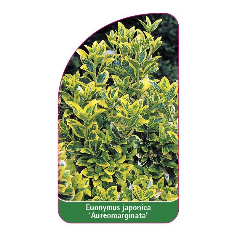 euonymus-japonica-aureomarginata-1