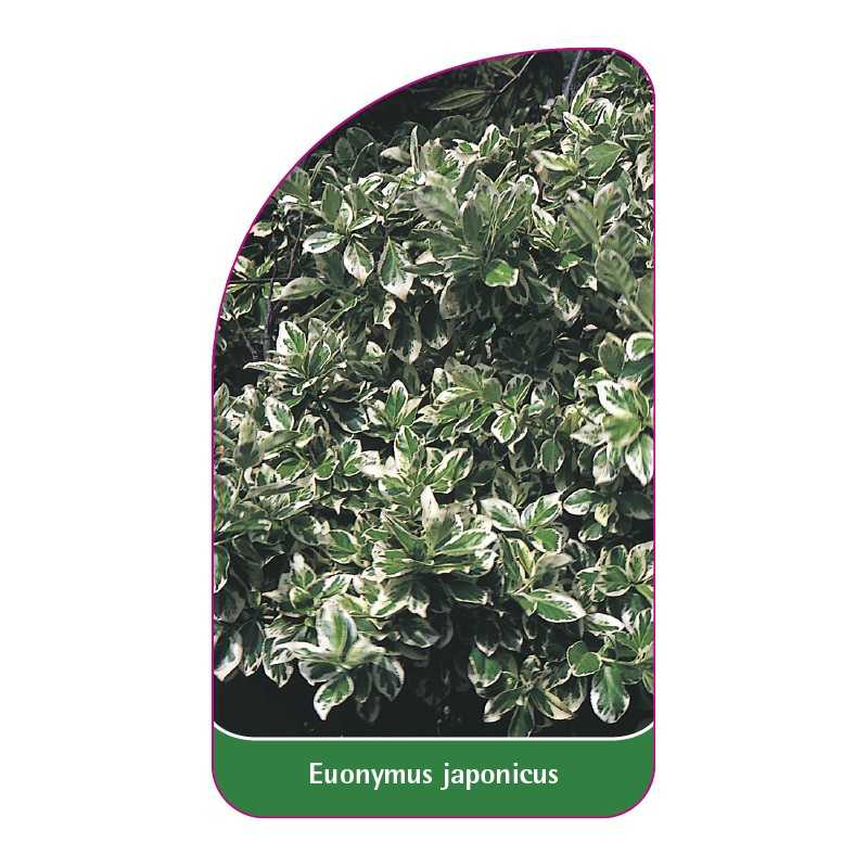 euonymus-japonicus1