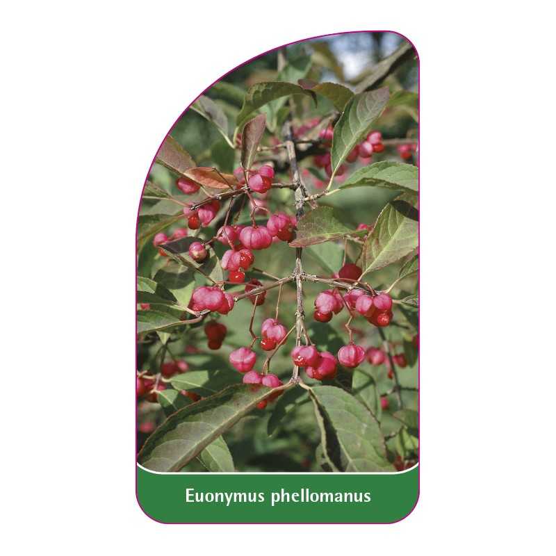 euonymus-phellomanus1