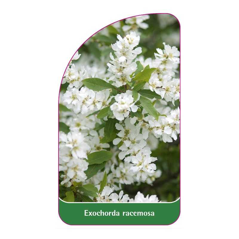 exochorda-racemosa1
