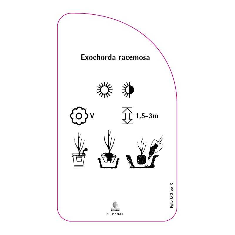 exochorda-racemosa0