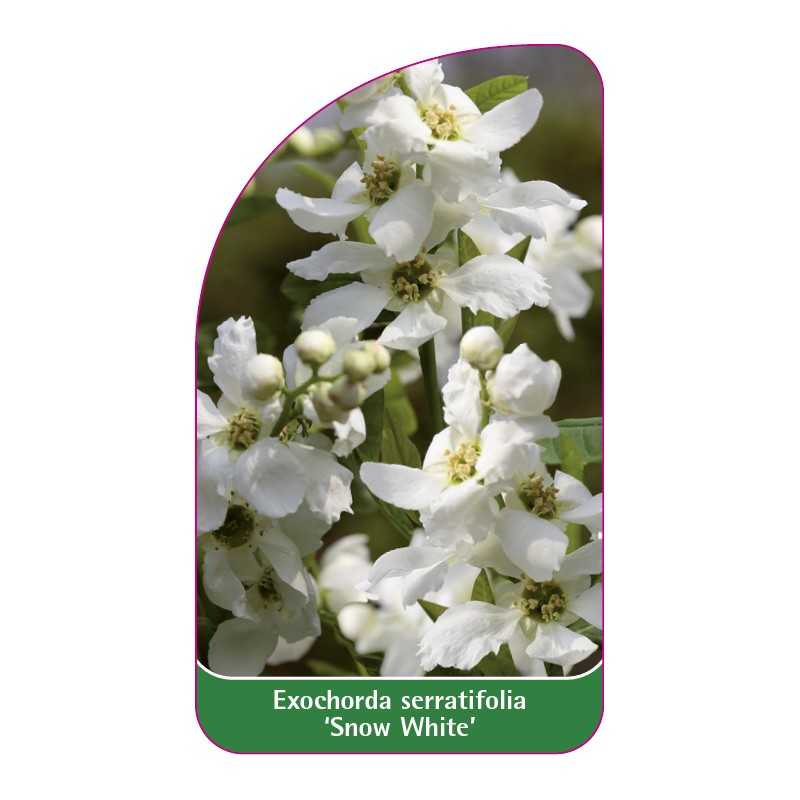exochorda-serratifolia-snow-white-1